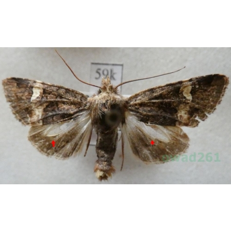 Rileyiana fovea (Treitschke, 1825) Hungaria59k